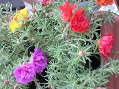 VibeX GBPUT-95 - Portulaca Sundial Mix - (300 Seeds) Seed(300 per packet)