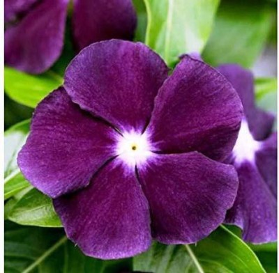 VibeX PAU-11 - NANA VINCA BLACK PURPLE FLOWER - (540 Seeds) Seed(540 per packet)