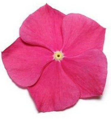 CYBEXIS Vinca Raspberry F1 Hybrid Seeds Seed(1 g)