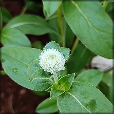 Aywal Gomphrena Choice Mix Seed(50 per packet)
