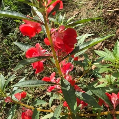 VibeX VVI-55 - Balsam Mixed Flower - (90 Seeds) Seed(90 per packet)