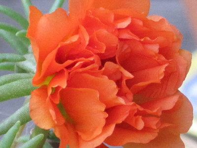 CYBEXIS Portulaca Moss Rose Orange seeds Seed(1 g)