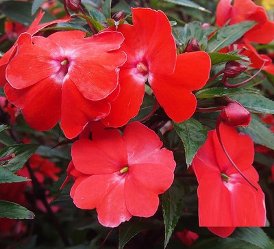 CYBEXIS XLR-6 - Chinese balsam flowers white - (90 Seeds) Seed(90 per packet)