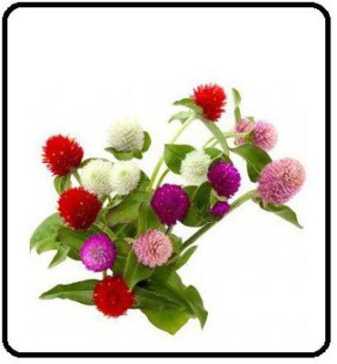 VibeX LX-47 - Gomphrena Globosa Crystal - (180 Seeds) Seed(180 per packet)