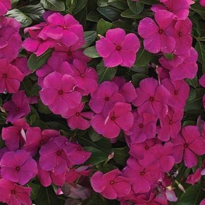 VibeX NDIR-51 - F1 NANA VINCA PINK FLOWER - (540 Seeds) Seed(540 per packet)
