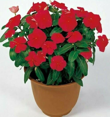 VibeX NBIR-93 - Hybrid Vinca Red - (60 Seeds) Seed(60 per packet)