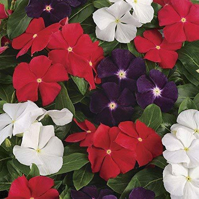 CYBEXIS VVI-4 - Vinca Flower Mixed Hybrid - (60 Seeds) Seed(60 per packet)