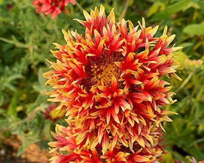 VibeX ATS-50 - Gaillardia Mixed Flower - Dwarf Variety Flower - (540 Seeds) Seed(540 per packet)