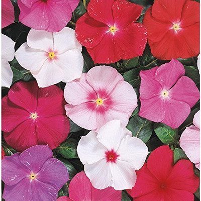 CYBEXIS ATS-33 - Ornamental Rare Color Sadaphuli Old Mad Vinca Flower Plant (60 Seeds) Seed(60 per packet)