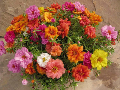 Aywal 11'o Clock Flower Seed(70 per packet)