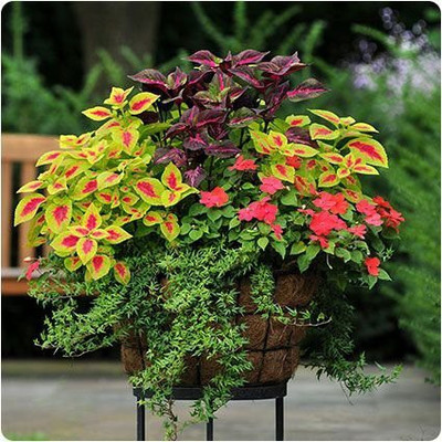 KANAYA Coleus Rainbow Mixed Seed(105 per packet)