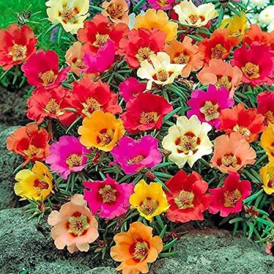 VibeX LXI-22 - Portulaca Flower - (300 Seeds) Seed(300 per packet)