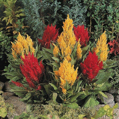 CYBEXIS PUAS-60 - Wafer Celosia - Fresh Look Mixed - - High Germination - (180 Seeds) Seed(180 per packet)