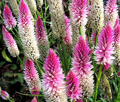 CYBEXIS PUAS-26 - Celosia spicata Flamingo Cockscomb - (60 Seeds) Seed(60 per packet)