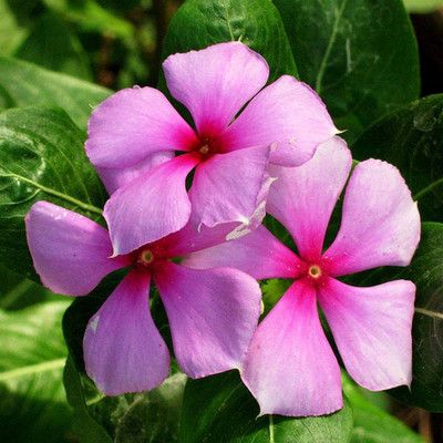 CYBEXIS Vinca/Sadabahar Mixed Color Flower | F1 Hybrid | Seeds Seed(50 per packet)
