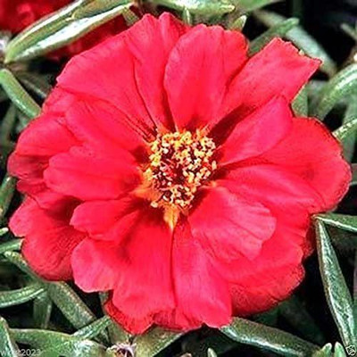 CYBEXIS Portulaca Moss Rose red Seeds Seed(50 per packet)