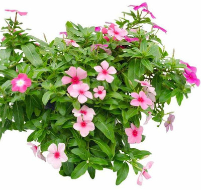 CYBEXIS XL-46 - Vinca Rosea - (180 Seeds) Seed(180 per packet)