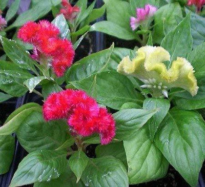 CYBEXIS Celosia Cockscomb mix flower seeds Seed(50 per packet)