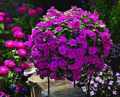 CYBEXIS XLL-52 - Vinca Nayantara Plant - (60 Seeds) Seed(60 per packet)