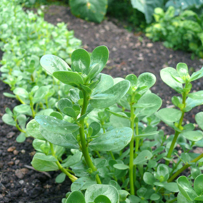 VibeX NDIR-85 - Golden Purslane Non-GMO Portulaca Sativa VAR. Sativa - (100 Seeds) Seed(100 per packet)
