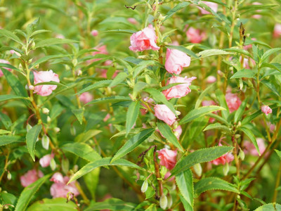 CYBEXIS GBPUT-44 - Balsam Flower - (90 Seeds) Seed(90 per packet)