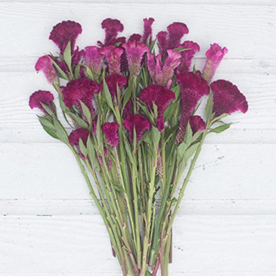 VibeX LX-64 - Celosia Crushed Berries - (60 Seeds) Seed(60 per packet)