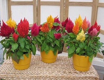 CYBEXIS KGF -3 - Flower Celosia Ji Quan Ha - (60 Seeds) Seed(60 per packet)