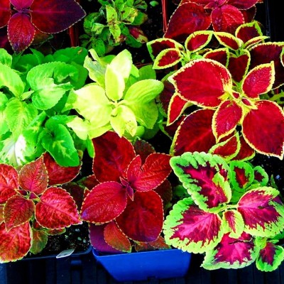 VibeX KGF -37 - Coleus Rainbow Mixed (Imported vty) - (1350 Seeds) Seed(1350 per packet)