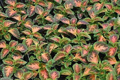 CYBEXIS LX-81 - Coleus Coral Sunrise - (450 Seeds) Seed(450 per packet)