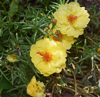 CYBEXIS XL-12 - Imported Portulaca Moss Rose Double Mix Flower - (300 Seeds) Seed(300 per packet)