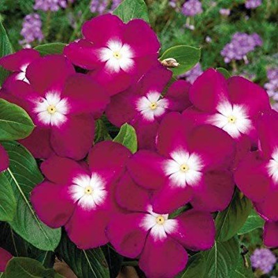 VibeX LX-81 - VINCA ROSEA TRAILING STRAWBERRY FLOWER - (60 Seeds) Seed(60 per packet)