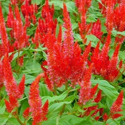 VibeX LX-64 - Celosia Scarlet- Cockscomb~Plants thrive in heat and sun - (540 Seeds) Seed(540 per packet)