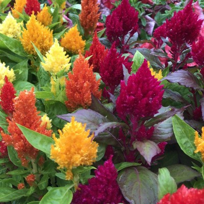 CYBEXIS VVI-4 - Celosia Flower - (540 Seeds) Seed(540 per packet)