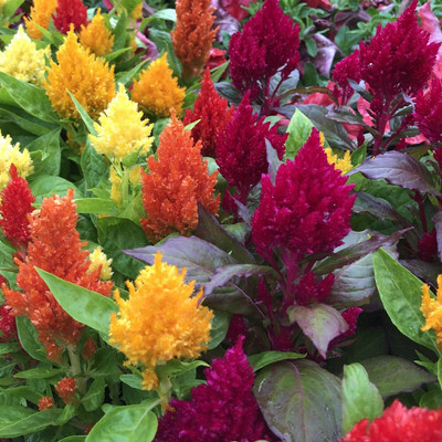 CYBEXIS VXI-70 - Celosia Flower - (180 Seeds) Seed(180 per packet)