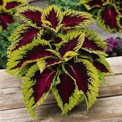 CYBEXIS XLL-1 - Flower Coleus - Improved Rainbow Mixed - (150 Seeds) Seed(150 per packet)