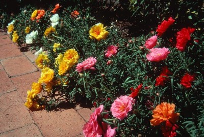 VibeX LX-98 - Portulaca Mix Flower For Home Gardening - (300 Seeds) Seed(300 per packet)