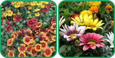 CYBEXIS LXI-90 - Gazania Mix Color And Gaillardia Aristata Mix Color - (60 Seeds) Seed(60 per packet)