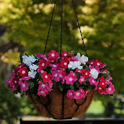 VibeX VVI-21 - Vinca Medi Trailing Vinca F1 Hybrid Mix Color - (60 Seeds) Seed(60 per packet)