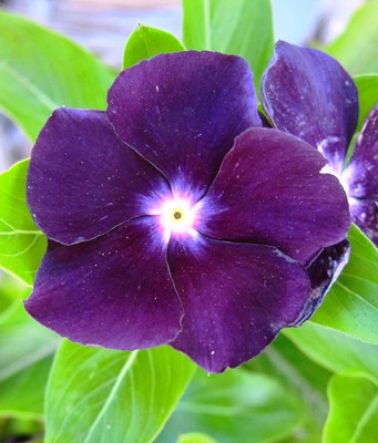 KANAYA Vinca Dwarf Mix Seed(18 per packet)