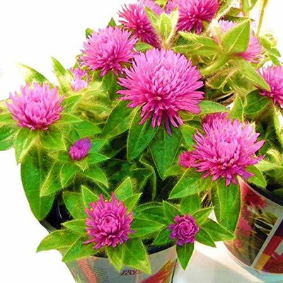CYBEXIS GUA-32 - Gomphrena Globosa Strawberry Beautiful Flower F1 Hybrid - (60 Seeds) Seed(60 per packet)