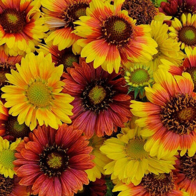 CYBEXIS KGF -71 - Gaillardia - Mesa Mix - High Germination - (60 Seeds) Seed(60 per packet)
