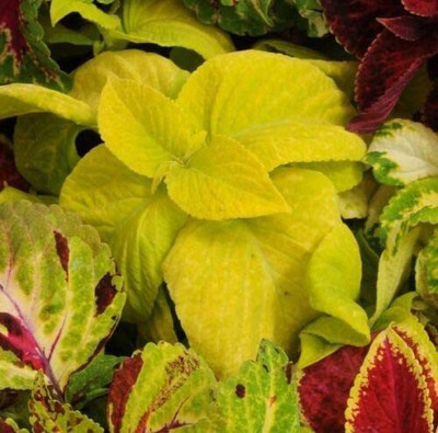 CYBEXIS Wafer Coleus - Wizard Golden Seeds - High Germination Seed(1 g)