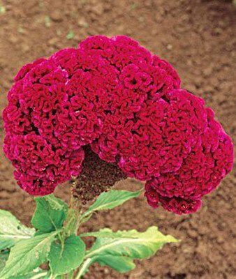 CYBEXIS Ornamental Plants Celosia Plant Seeds Seed(50 per packet)