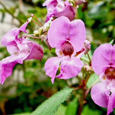 VibeX TLX-92 - Himalayan Balsam Plant - (30 Seeds) Seed(30 per packet)
