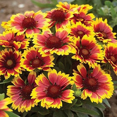 VibeX KGF -20 - Arizona Sun Gaillardia Garden - (180 Seeds) Seed(180 per packet)