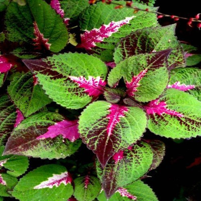 CYBEXIS TLX-75 - Flower Coleus Painted Leaf - (150 Seeds) Seed(150 per packet)