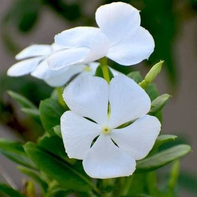 VibeX VVI-38 - F1 NANA VINCA WHITE FLOWER - (180 Seeds) Seed(180 per packet)