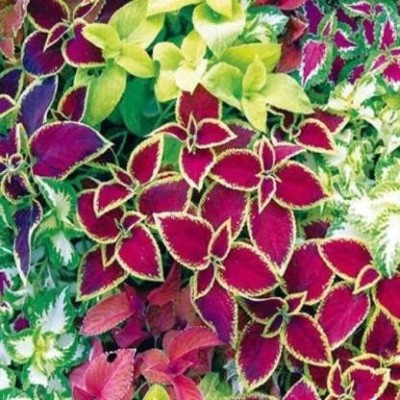 CYBEXIS COLEUS RAINBOW MIXED FLOWER SEEDS Seed(100 per packet)