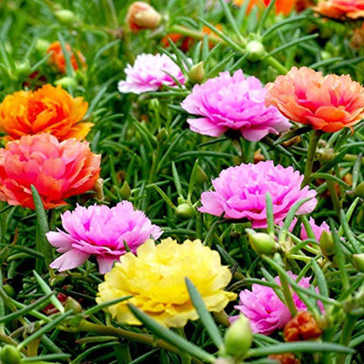 CYBEXIS LXI-90 - Portulaca Flower - (100 Seeds) Seed(100 per packet)