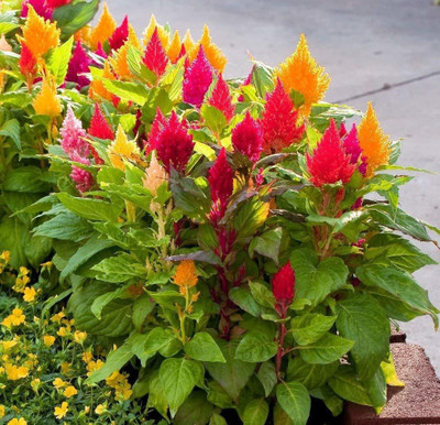 CYBEXIS Celosia Mixed Color Hybrid Flower Seeds Seed(1 g)